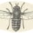 convnext-tiny-224_flyswot